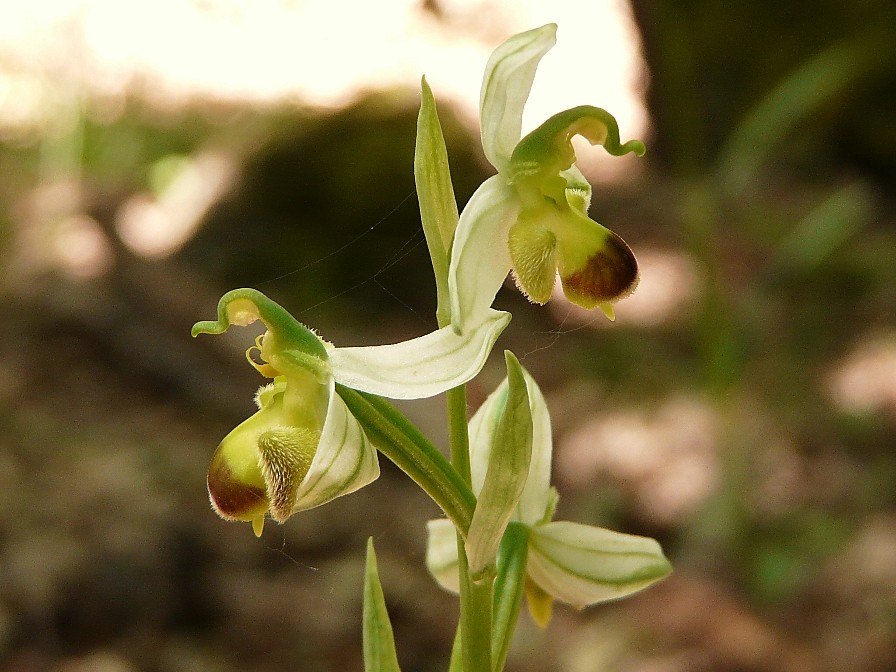 Ophrys apifera bicolor....